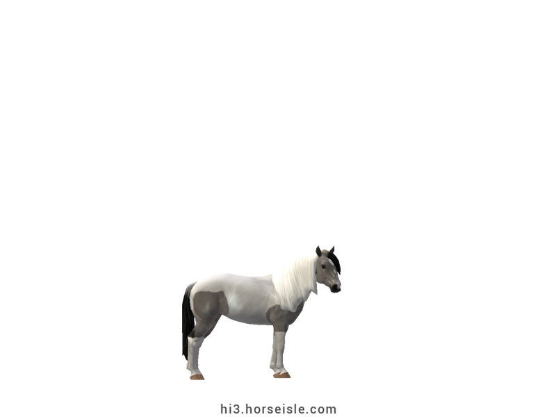 South African Miniature Horse Silvery Slate Grulla Tobiano Coat